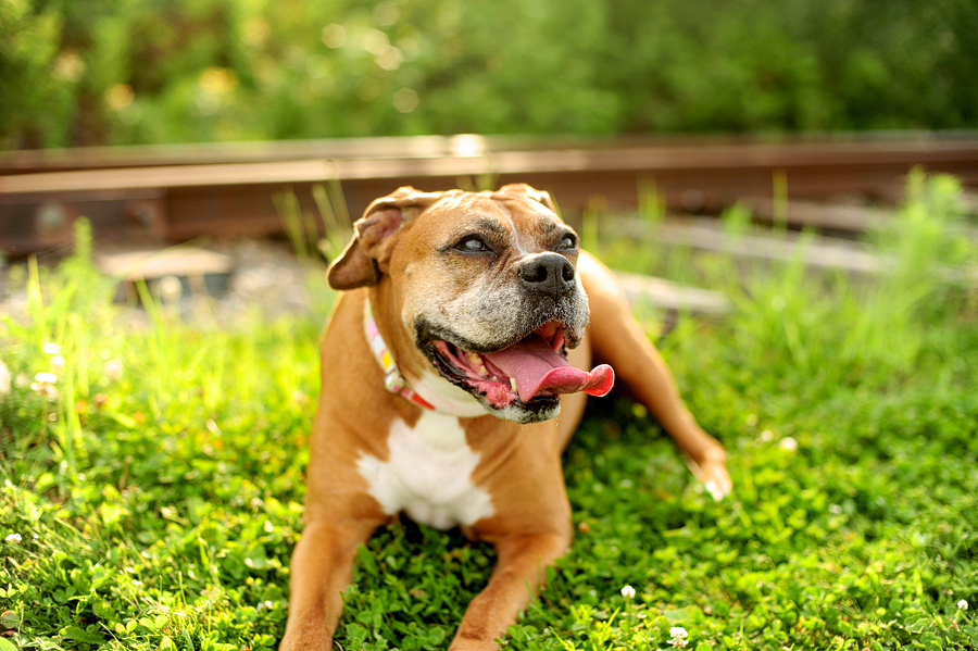 portland, maine pet portraits