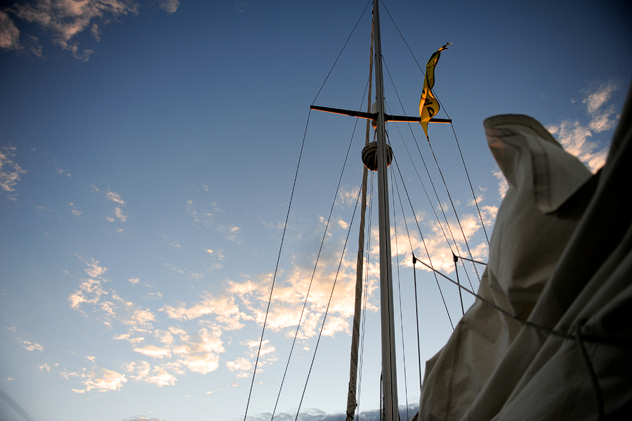 cutter owl, camden, maine