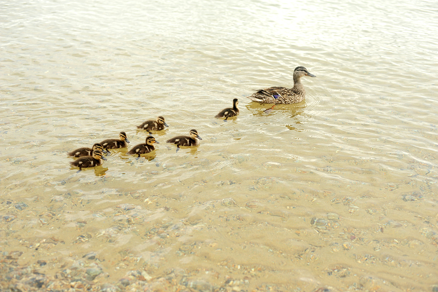 duck with ducklings