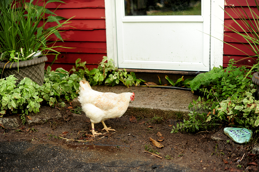 chickens at curtis farm in wilton