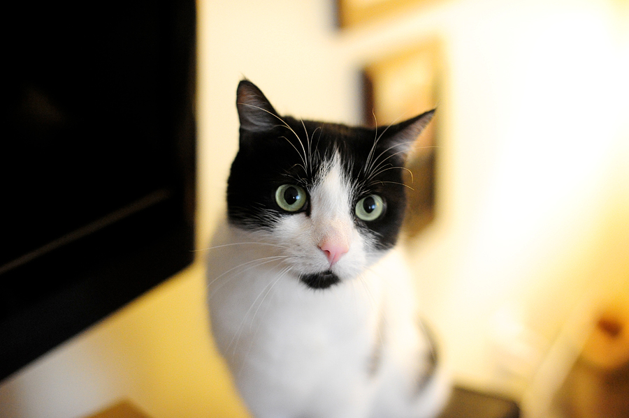 black and white cat