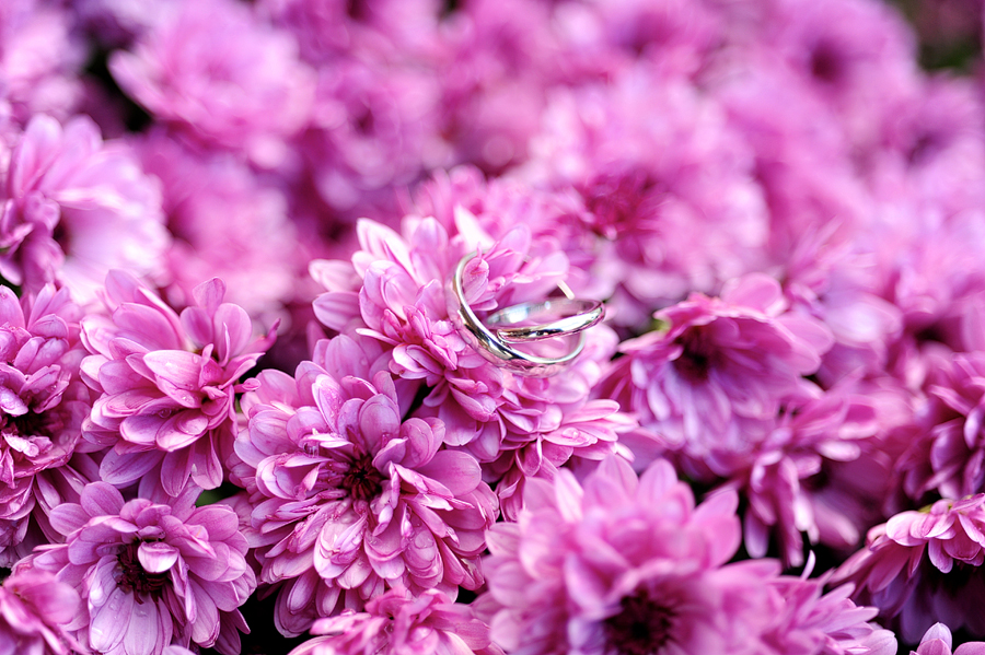 ring on purple flowers