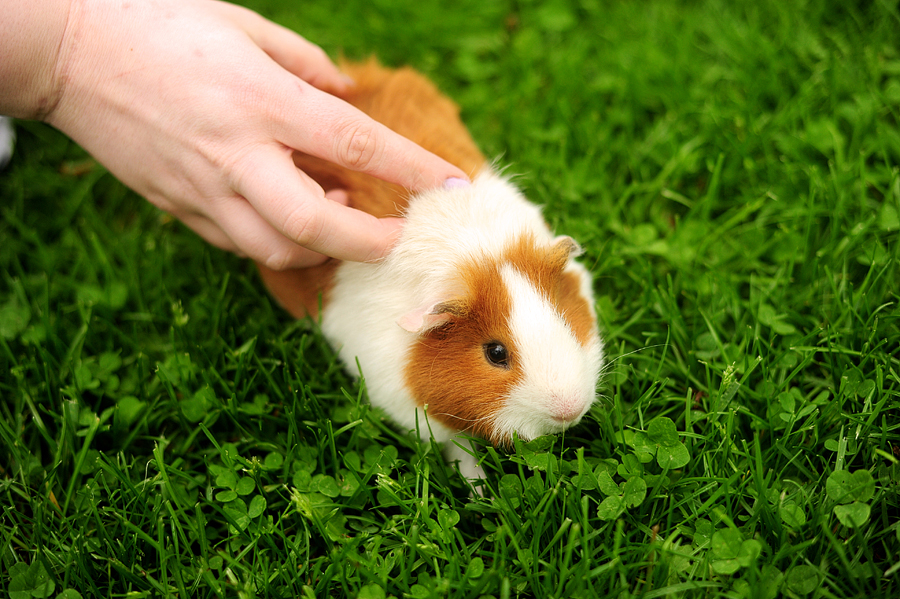 tan and white guinea pig