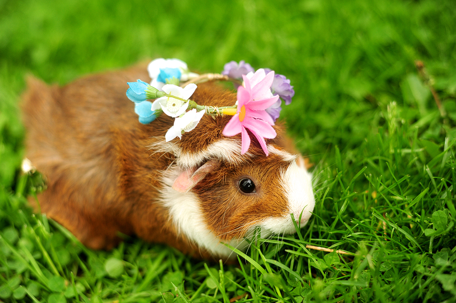 guinea pig at a wedding