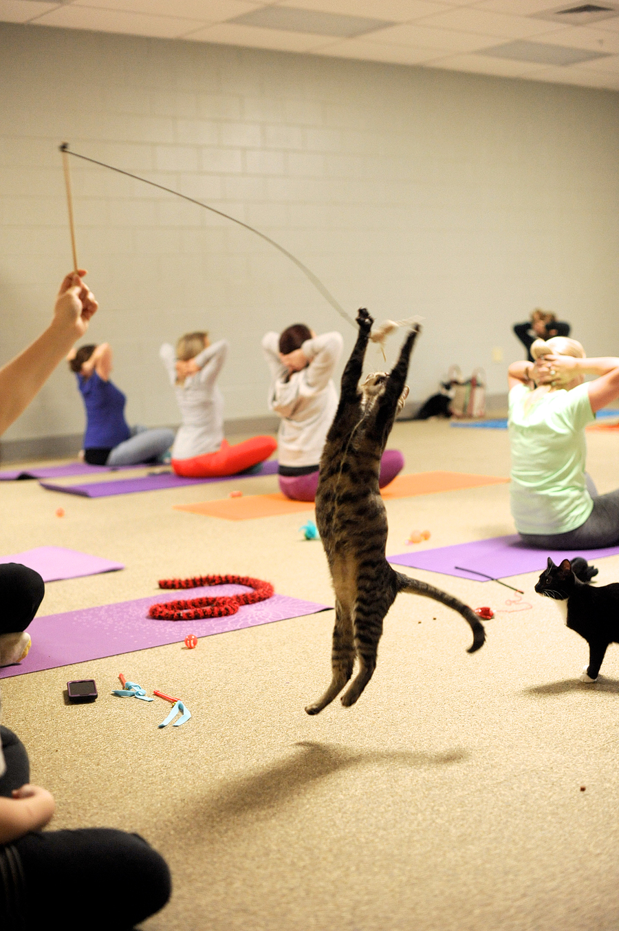 kitten yoga maine