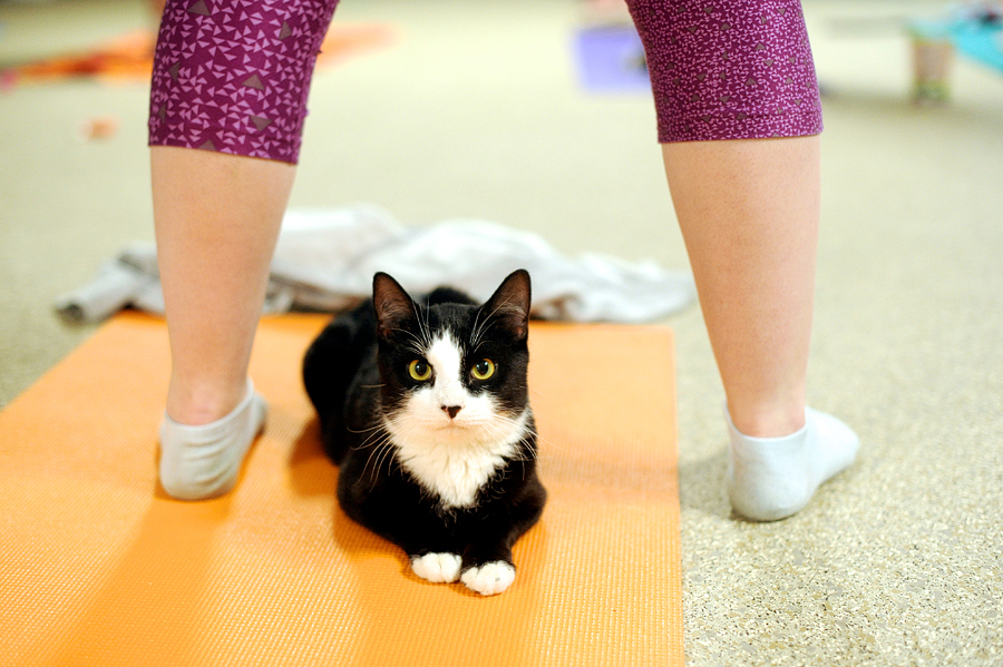 kitten yoga for maine's animal refuge league