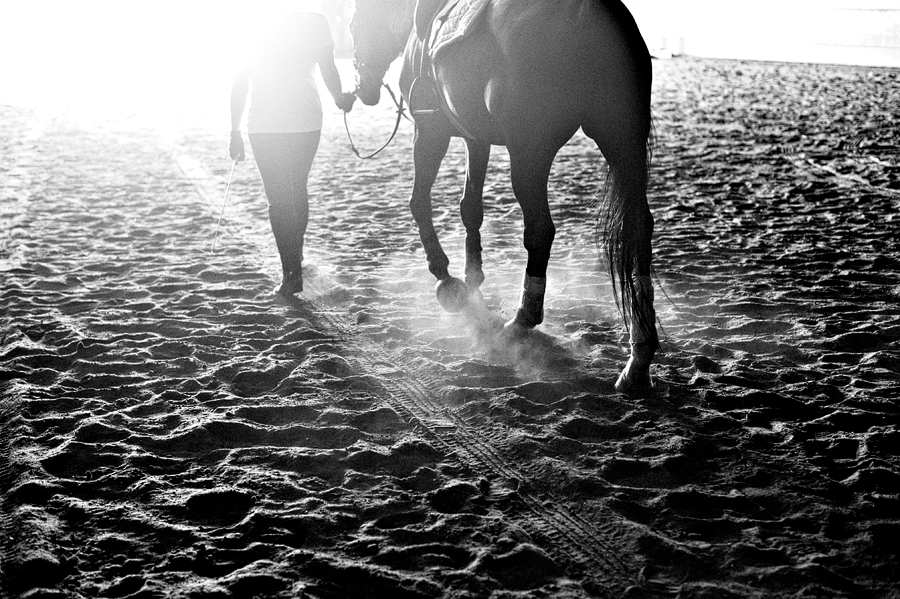 maine equine photography