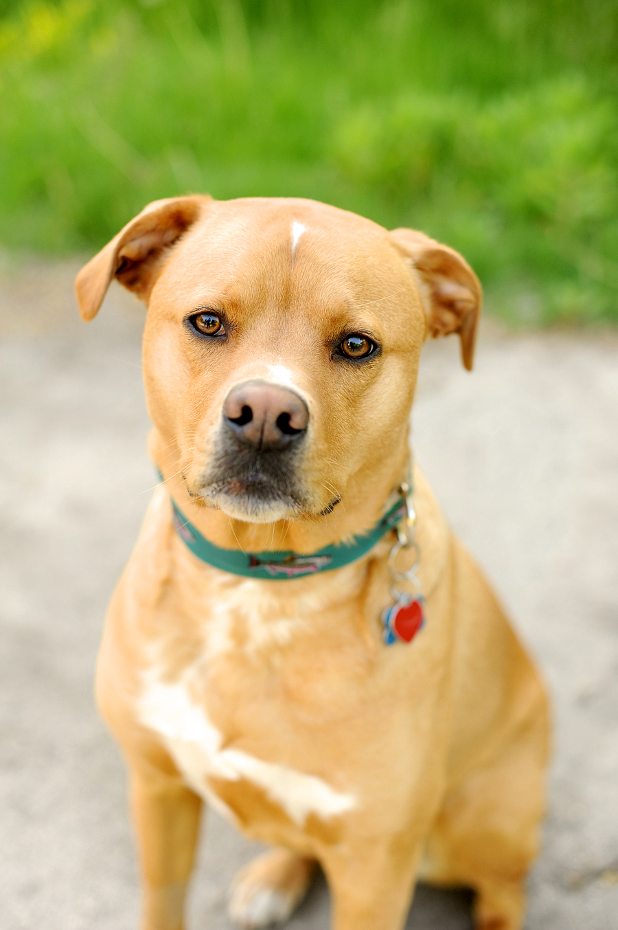 dog photos in portland, maine