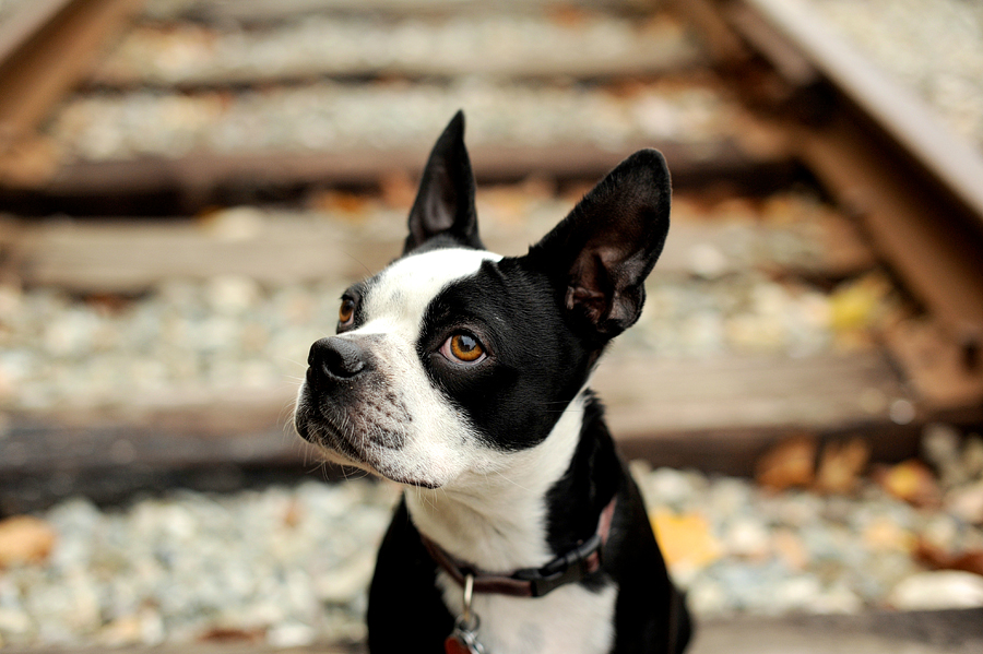 boston terrier