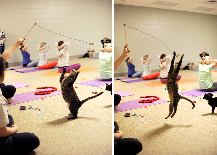 kitten yoga for maine's animal refuge league