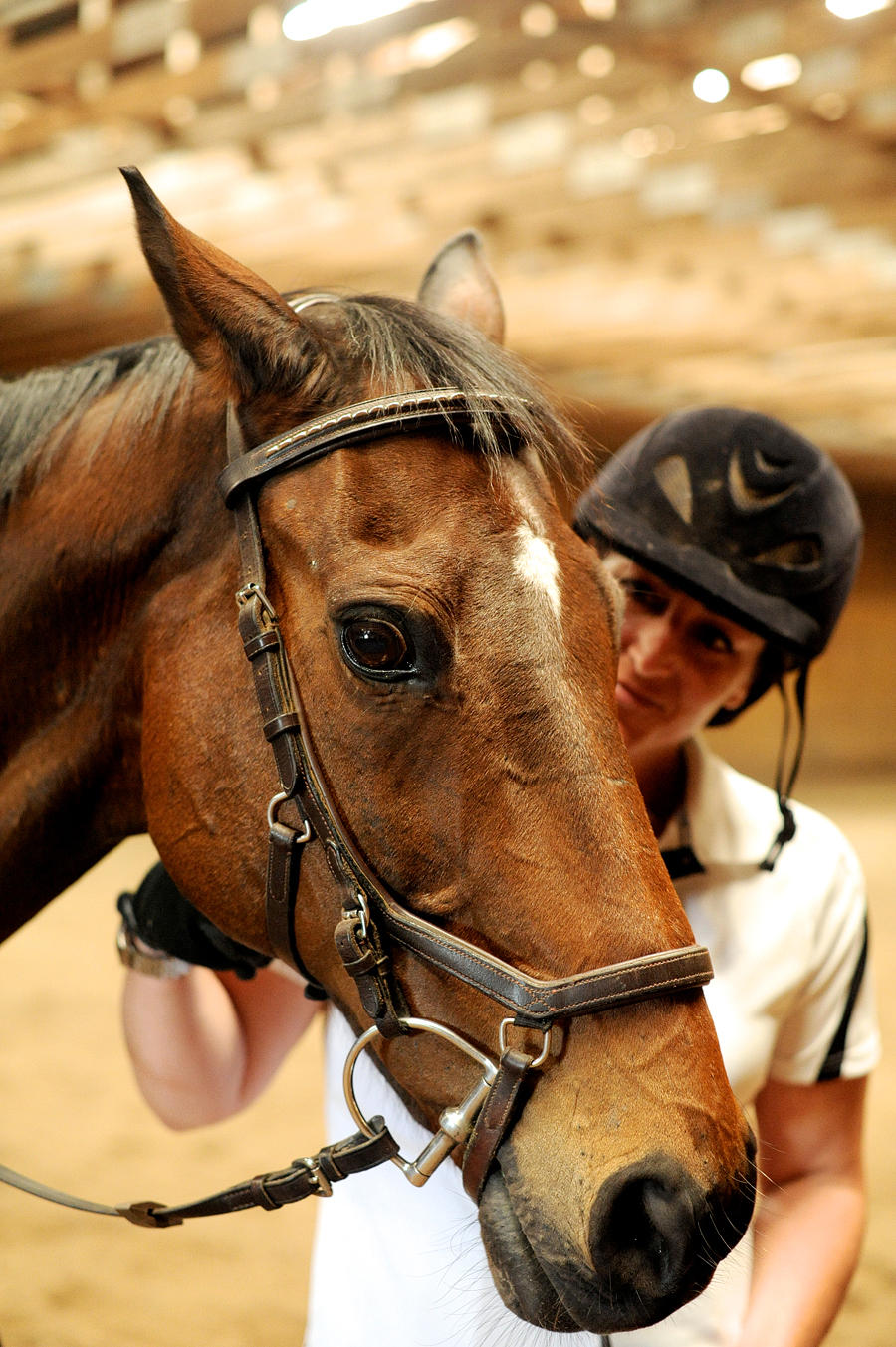 maine horse photography