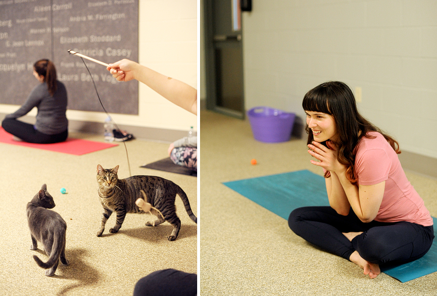 kitten yoga for maine's animal refuge league