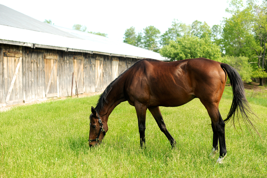 swan brook equestrian center