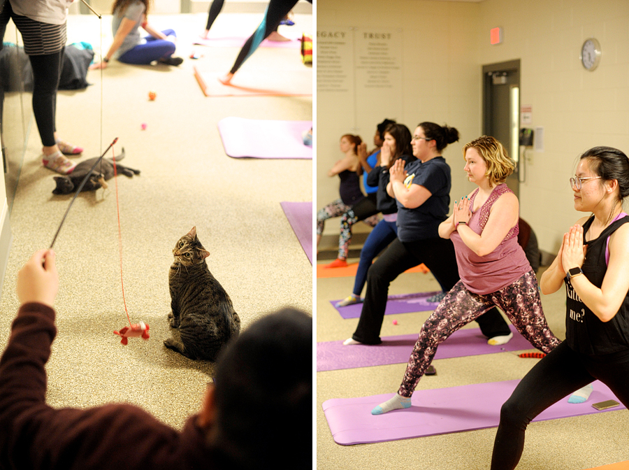 kitten yoga for maine's animal refuge league