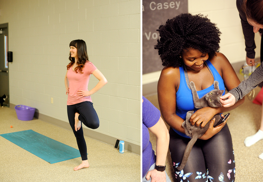 kitten yoga for maine's animal refuge league