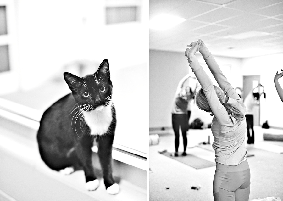kitten yoga for maine's animal refuge league