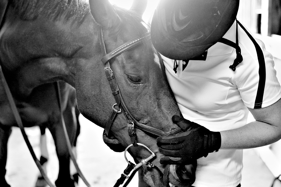 maine horse photography