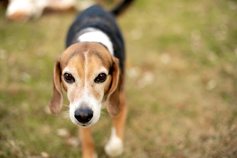 maine dog photographer