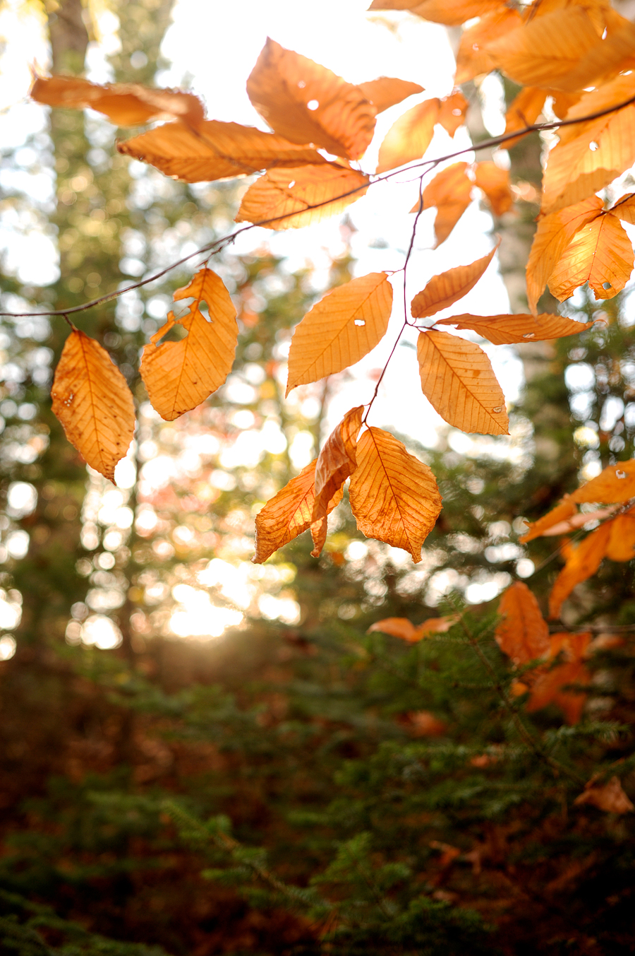 fall foliage