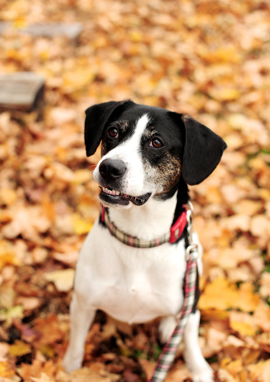 portland, maine dog portraits