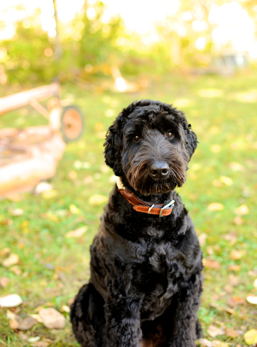 dog portraits in new hampshire