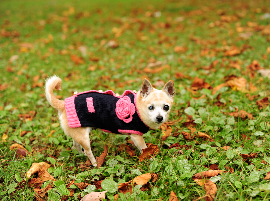 dog portraits in maine