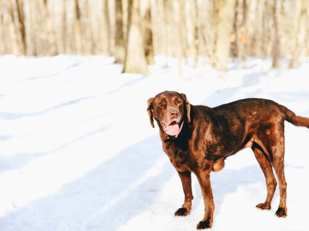 a brown dog smiles with her tongue out