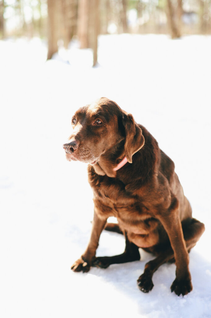a brown dog sits in the snow