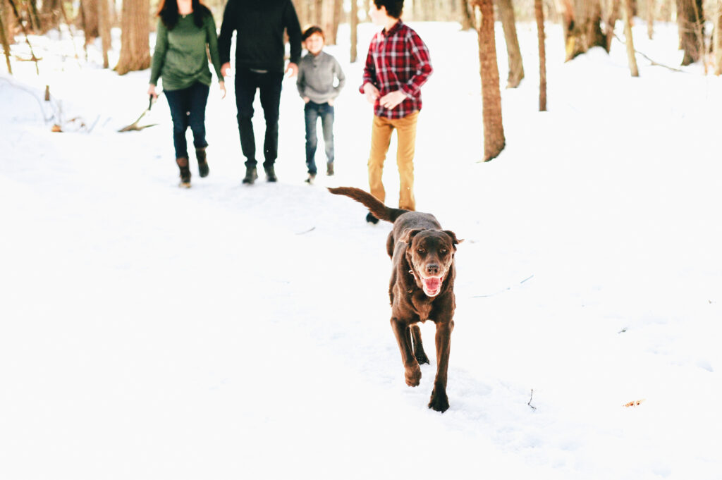 a brown dog runs ahead of her family while walking in the snow